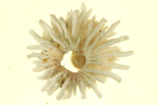 Image of thatched barnacle