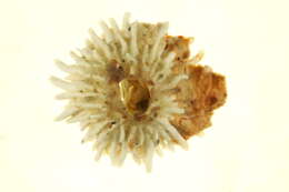 Image of thatched barnacle