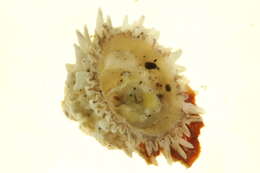 Image of thatched barnacle