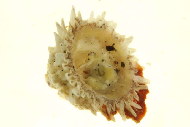 Image of thatched barnacle