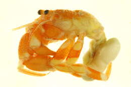 Image of Paguridae Latreille 1802