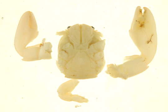 Image of flat porcelain crab