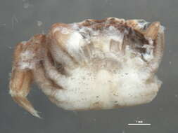 Image of <i>Hemigrapsus oregonensis</i>