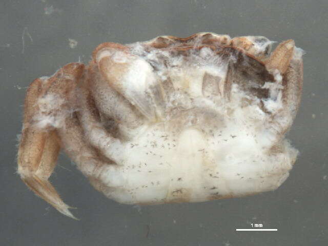 Sivun <i>Hemigrapsus oregonensis</i> kuva