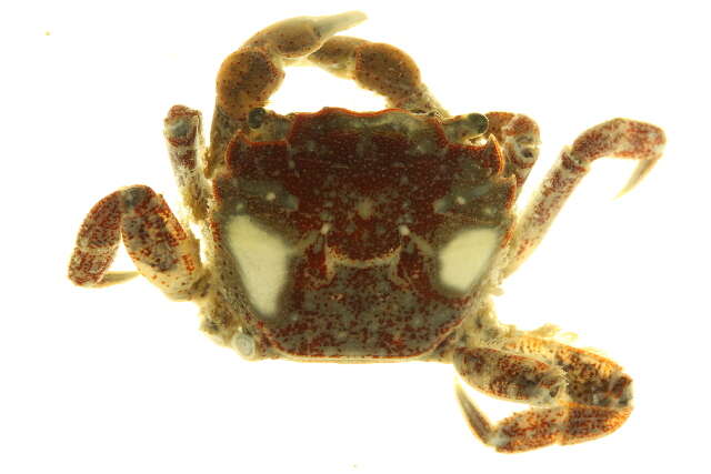 Sivun <i>Hemigrapsus oregonensis</i> kuva