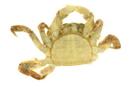 Sivun <i>Hemigrapsus oregonensis</i> kuva