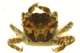 Sivun <i>Hemigrapsus oregonensis</i> kuva