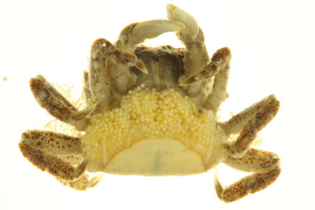 Sivun <i>Hemigrapsus oregonensis</i> kuva