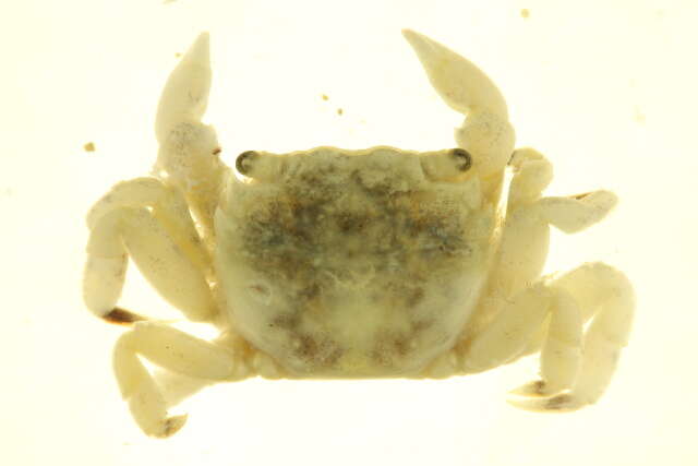 Sivun <i>Hemigrapsus oregonensis</i> kuva