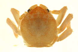 Image of flat porcelain crab