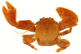 Image of flat porcelain crab