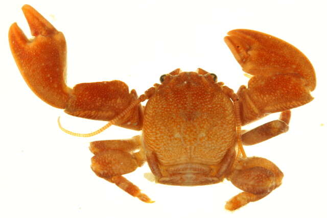 Image of flat porcelain crab