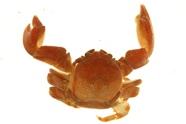 Image of flat porcelain crab