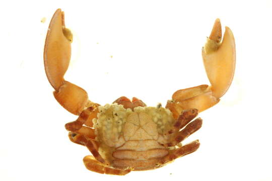 Image of flat porcelain crab