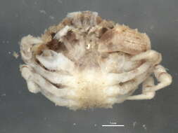 Image of <i>Glebocarcinus oregonensis</i>