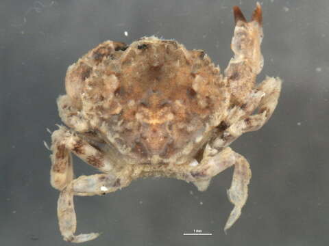 Image of <i>Glebocarcinus oregonensis</i>