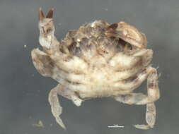 Image of <i>Glebocarcinus oregonensis</i>