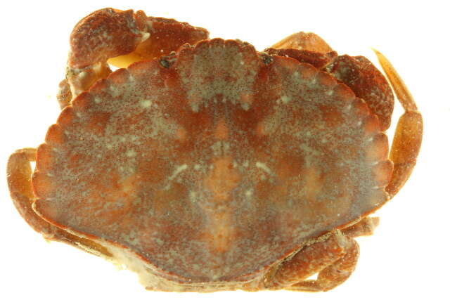 Image of Red Rock Crab