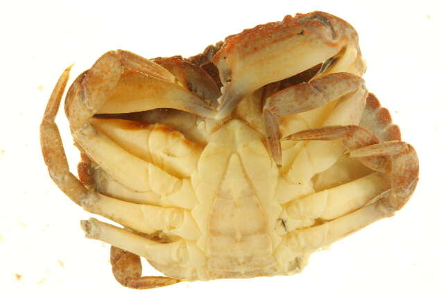 Image of Red Rock Crab