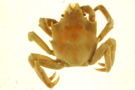 Image of kelp crabs and spider crabs