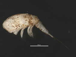 Image of Cyclopida Khodami, Mercado-Salas, Tang & Martinez Arbizu 2019