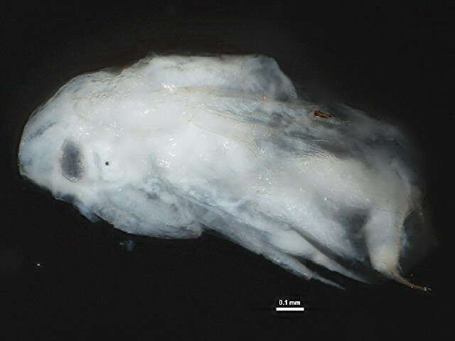 Image of Sida crystallina