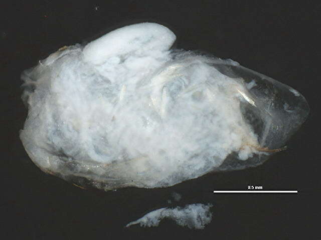 Image of Sida crystallina