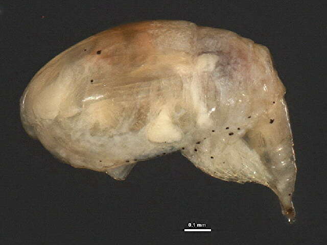 Image of Cyclopida Khodami, Mercado-Salas, Tang & Martinez Arbizu 2019