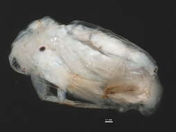 Image of Sida crystallina