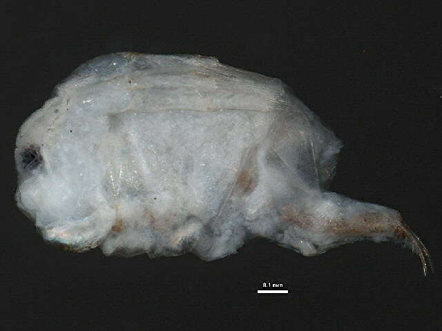 Image of Sida crystallina