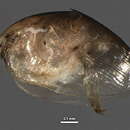 Image of Picripleuroxus striatus