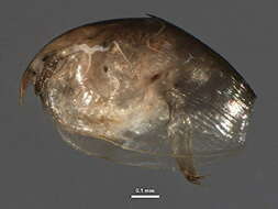 Image of Picripleuroxus striatus