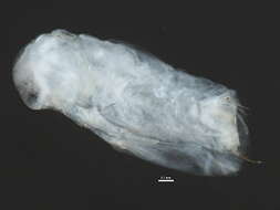 Image of Sida crystallina