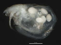 Image of Simocephalus cf. punctatus