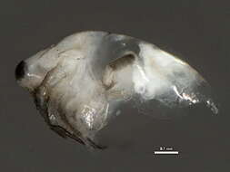 Image of branchiopods