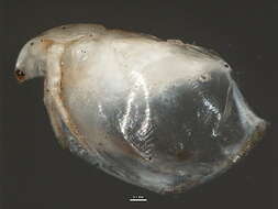 Image of Simocephalus cf. serrulatus