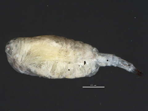 Image de Heterocope septentrionalis Juday & Muttkowski 1915