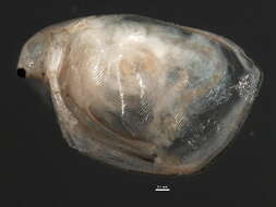 Image of branchiopods