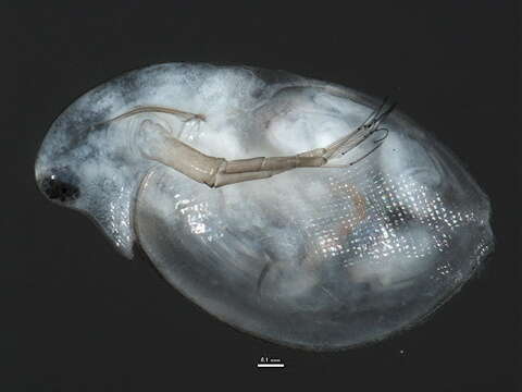 Image of Daphnia (Daphnia) dentifera Forbes 1893