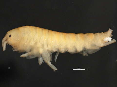 Image of Gammarus lacustris