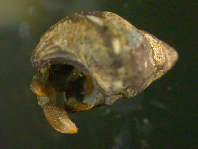 Image of Paguridae Latreille 1802