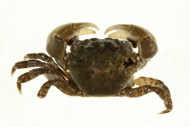 Sivun <i>Hemigrapsus oregonensis</i> kuva