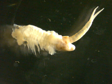 Image of fairy shrimp