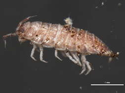 Image of common pygmy woodlouse