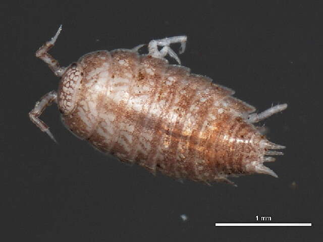 Image of common pygmy woodlouse