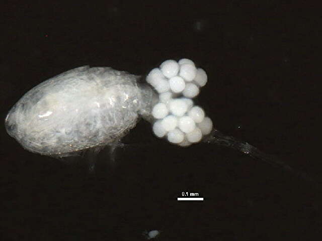 Image of Cyclopoid copepods