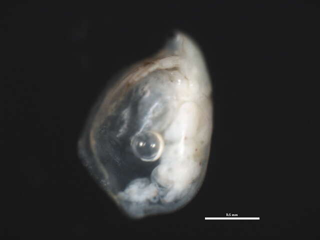 Image of Simocephalus cf. punctatus