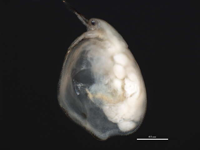 Image of Simocephalus cf. punctatus