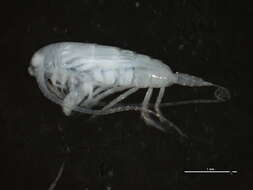 صورة Calanidae Dana 1849