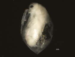 Image of Daphnia (Daphnia) ambigua Scourfield 1947